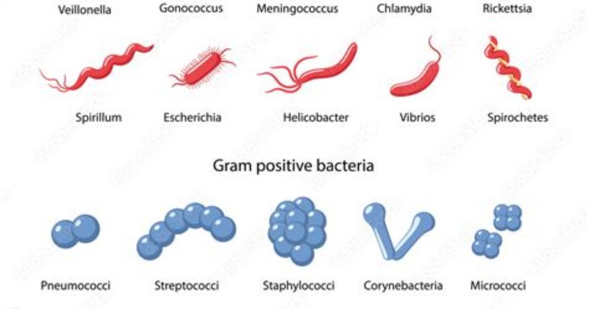 Are All Spirochetes Gram Negative