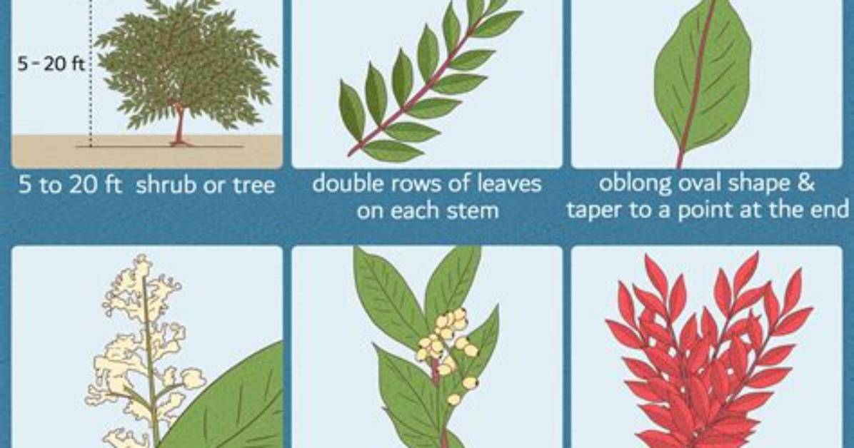 Are All Sumac Trees Poison