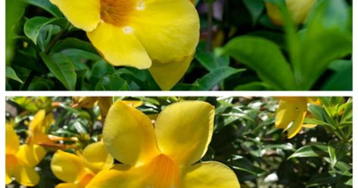Are Allamanda and Mandevilla the Same?