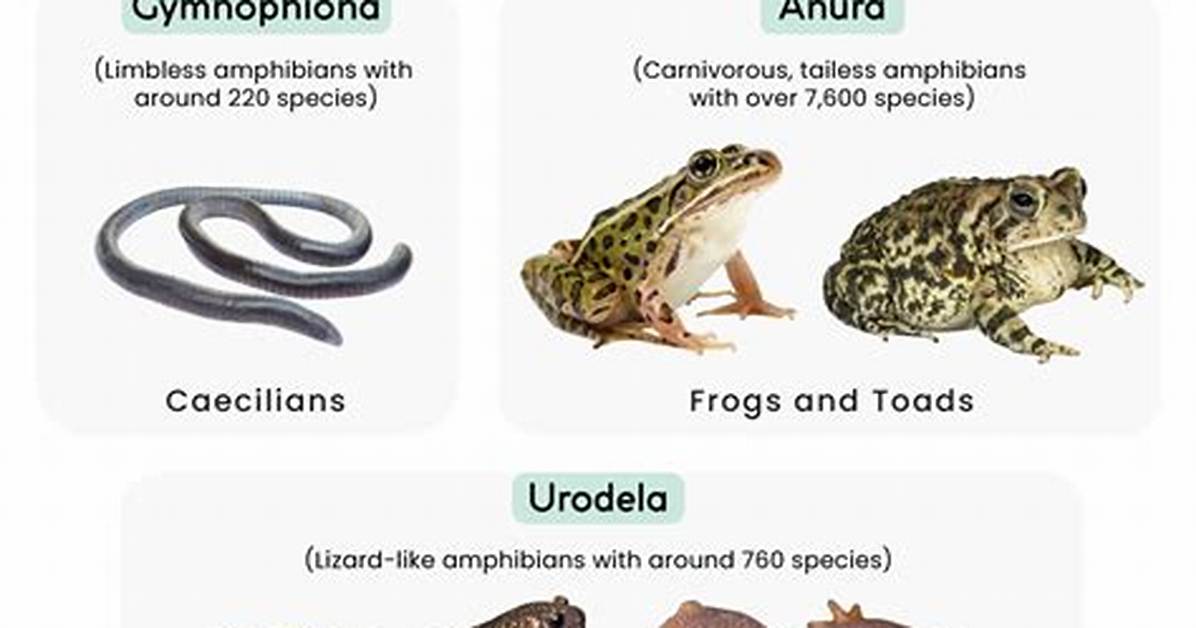 Are Amphibians a Class
