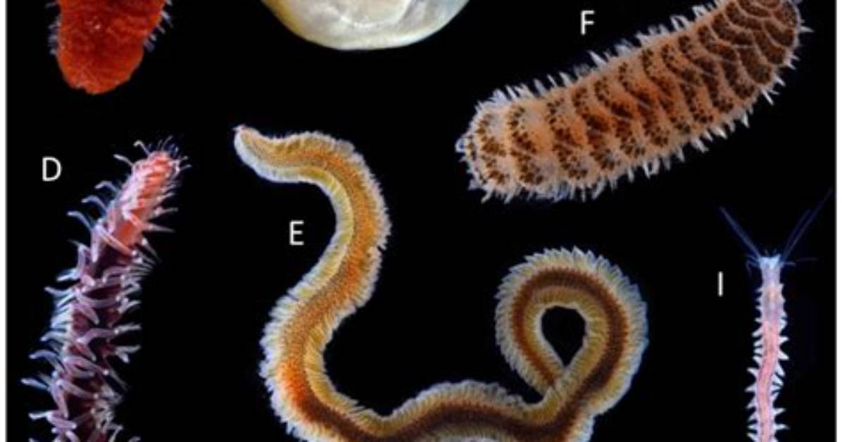 Are Annelids Multicellular