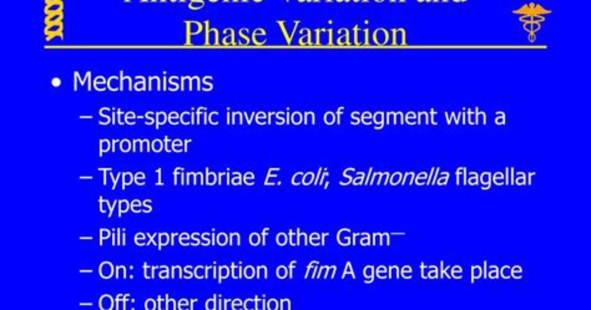 Are Antigenic and Phase Variation the Same?