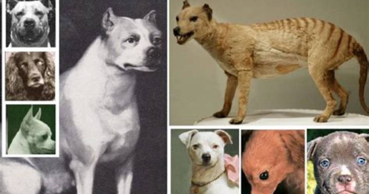 Are Any Dogs Extinct?