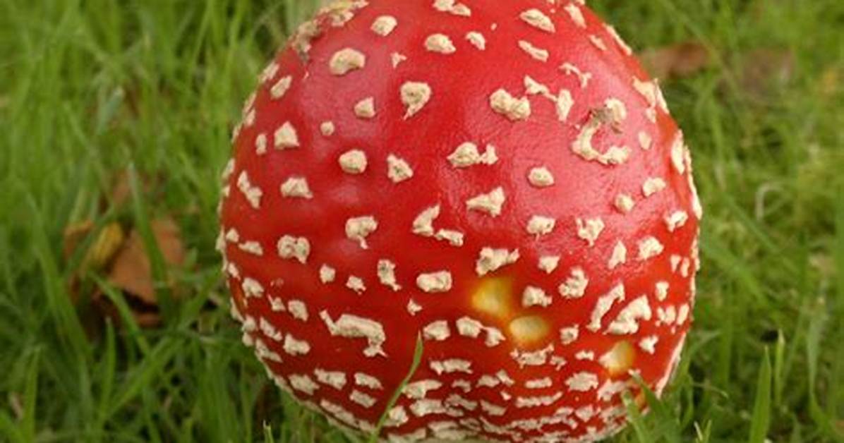 Are Any Toadstools Edible