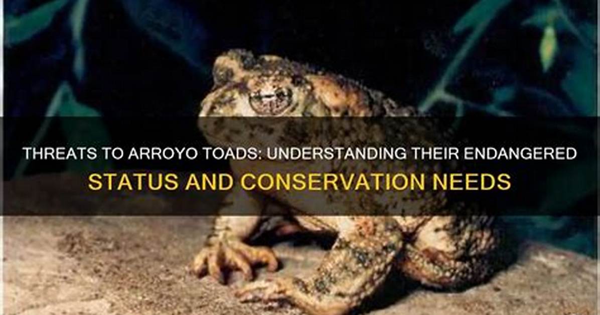 Are Arroyo Toads Endangered?
