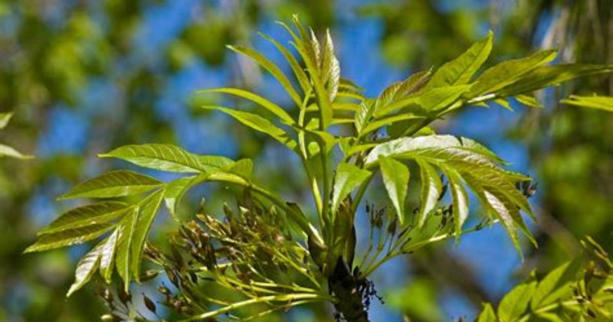 Are Ash Trees Strong