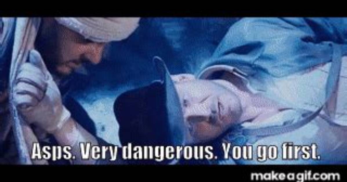 Are Asps Dangerous