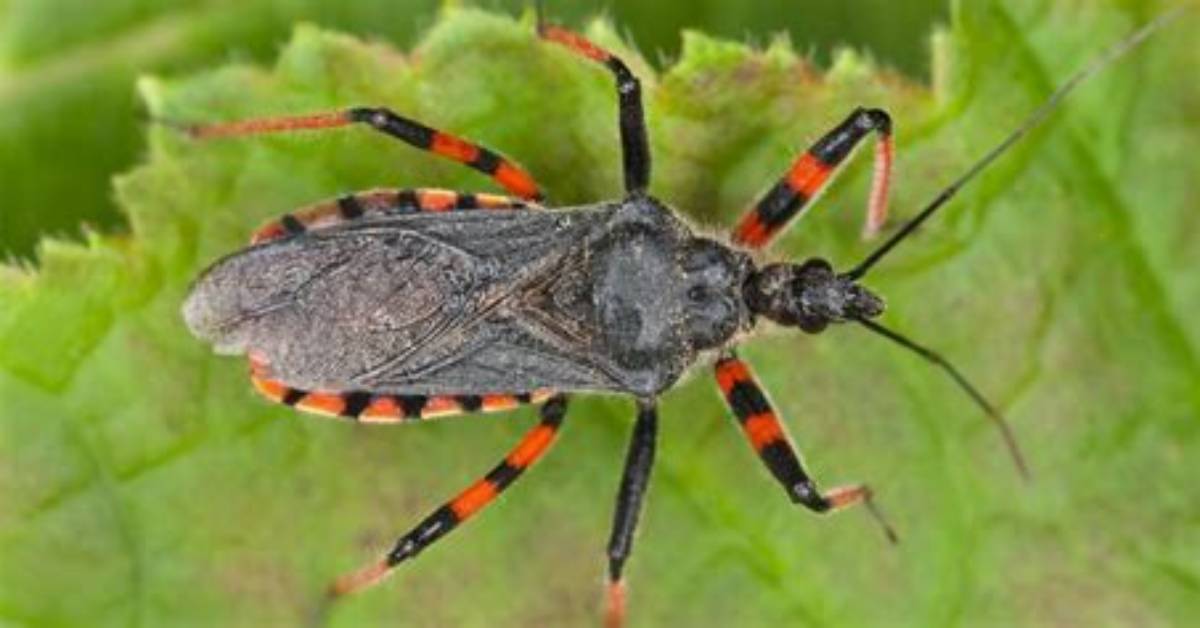 Are Assassin Bugs Bad