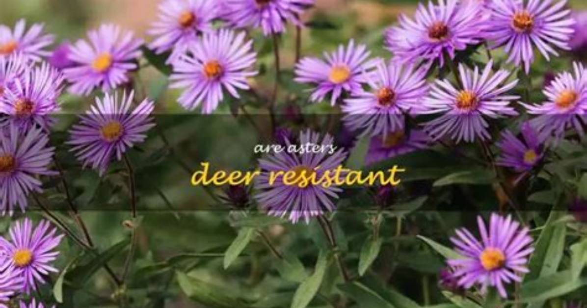 Are Asters Deer Resistant?