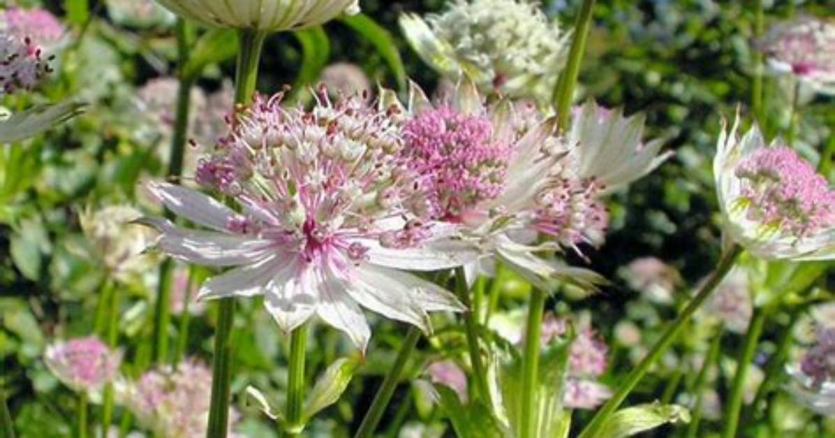 Are Astrantia Good for Bees?