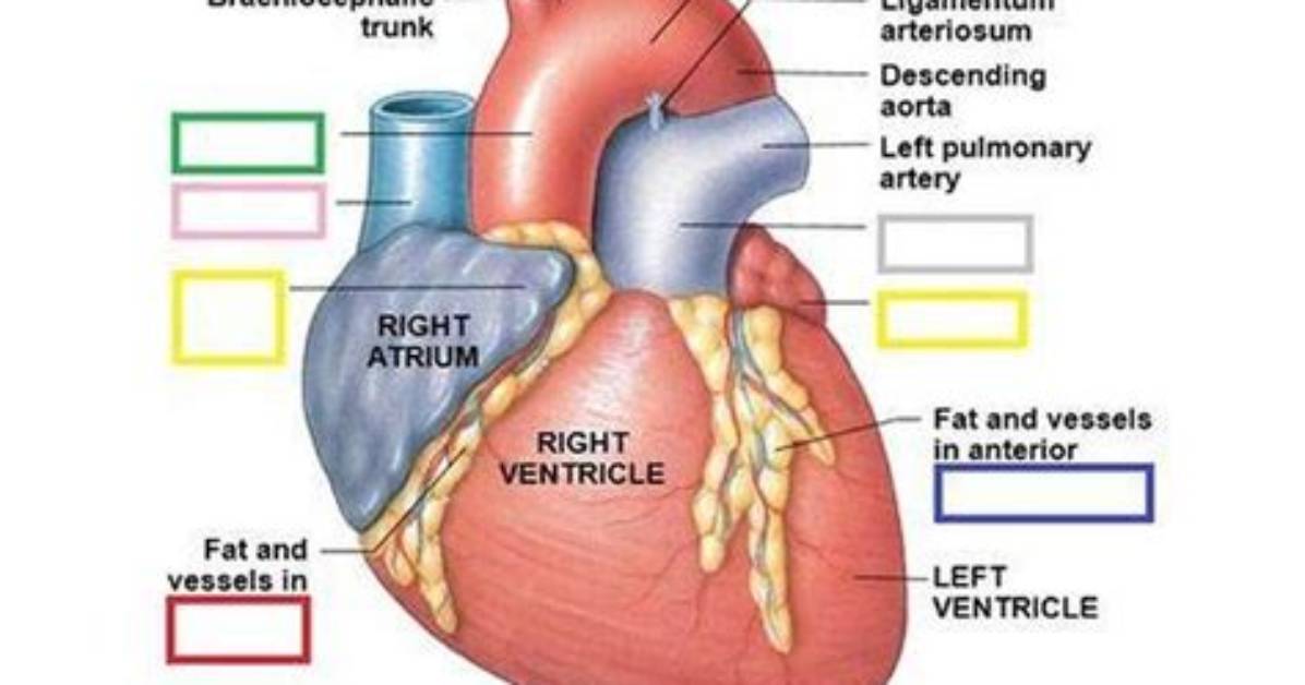 Are Atrium and Auricle the Same Thing?