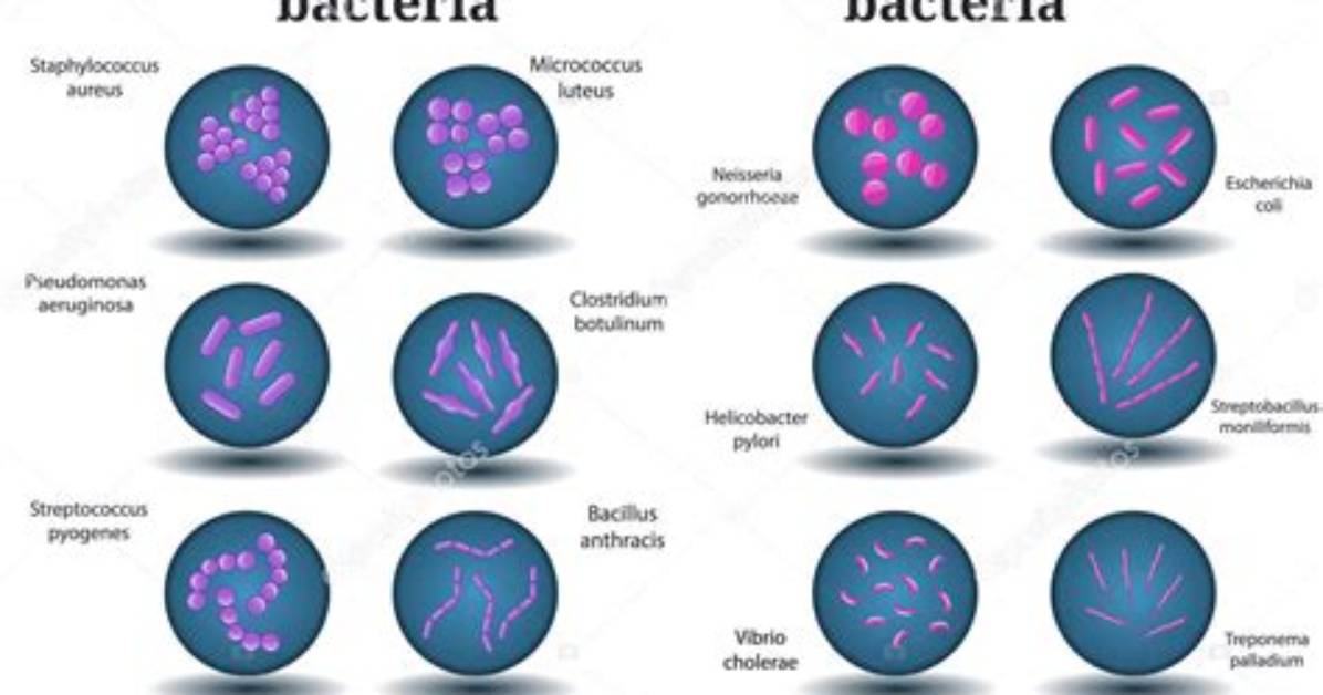 Are Bacillus Gram Positive or Negative?