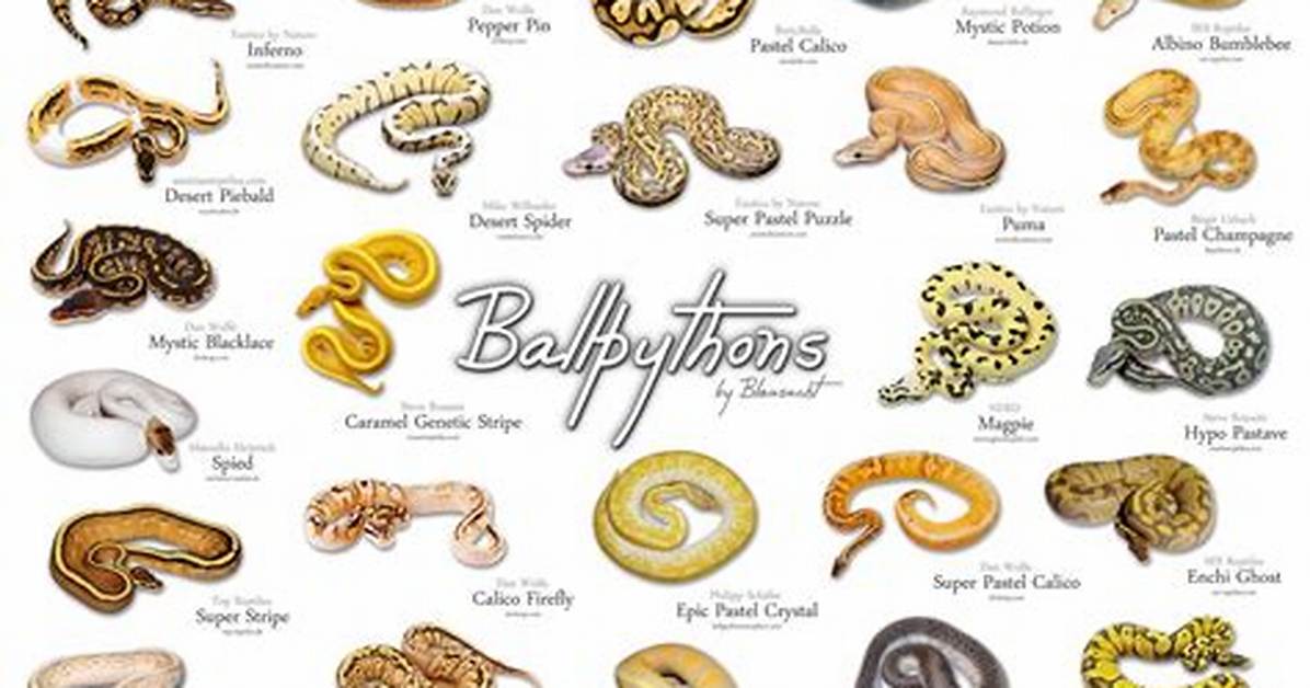Are Ball Python Morphs?
