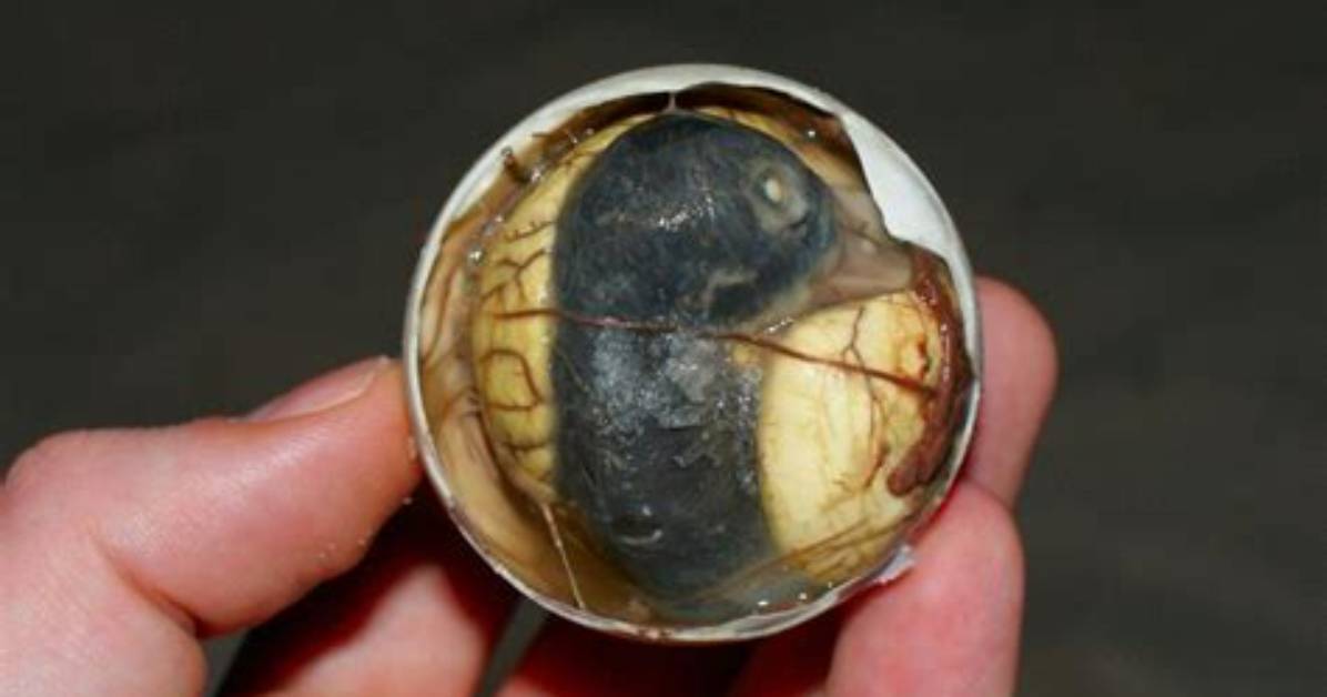 Are Balut Eggs Alive?