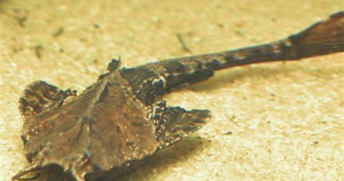 Are Banjo Catfish Aggressive?
