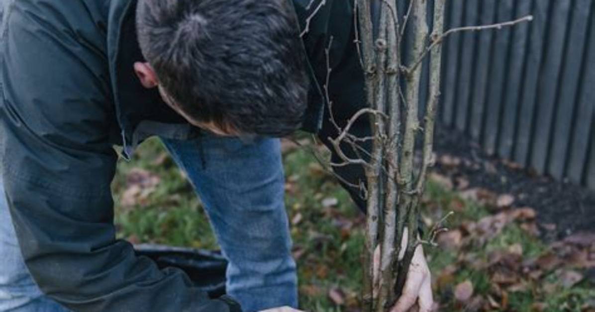 Are Bare Root Trees Better