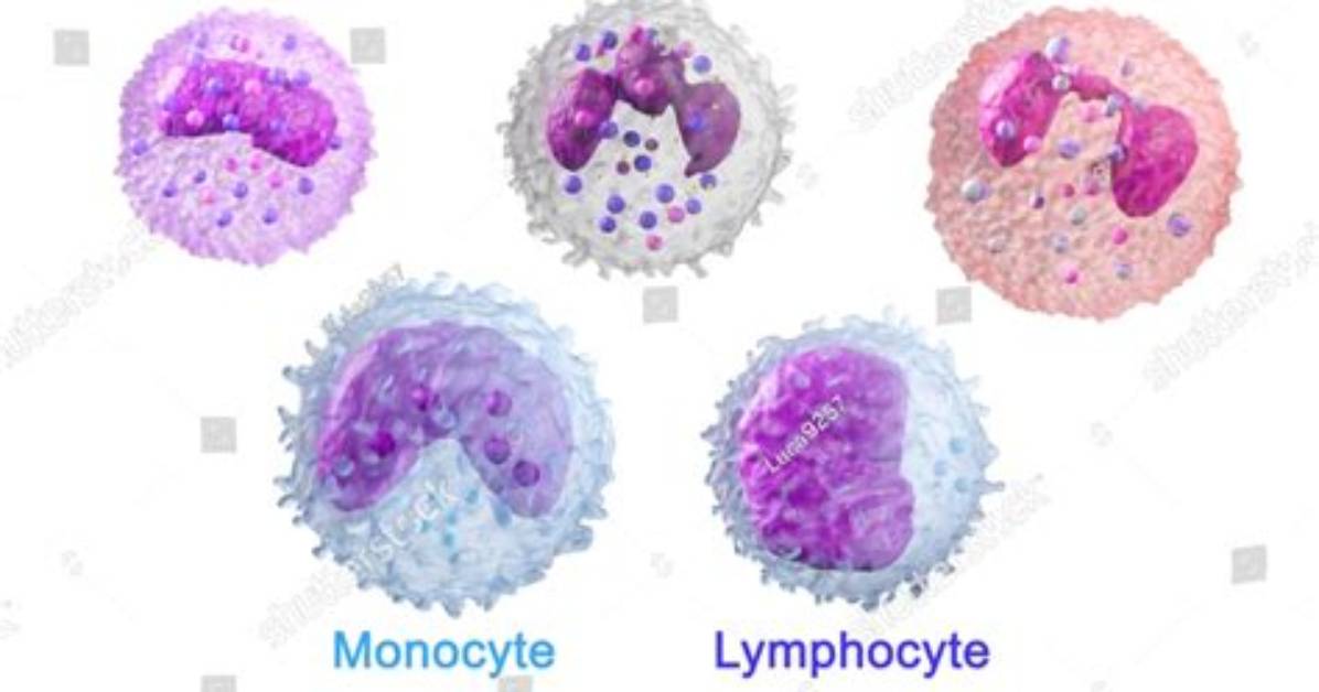Are Basophils B Cells?