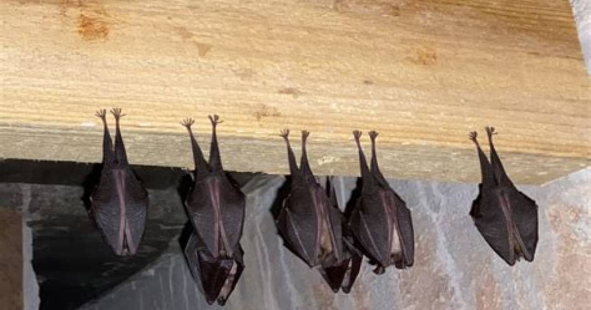 Are Bat Roosts Protected?