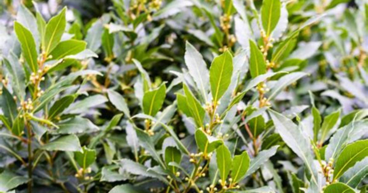 Are Bay Leaf Trees Hardy