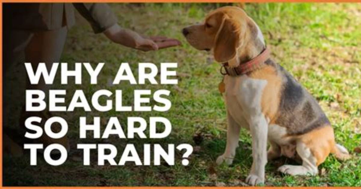 Are Beagle Hard to Train?