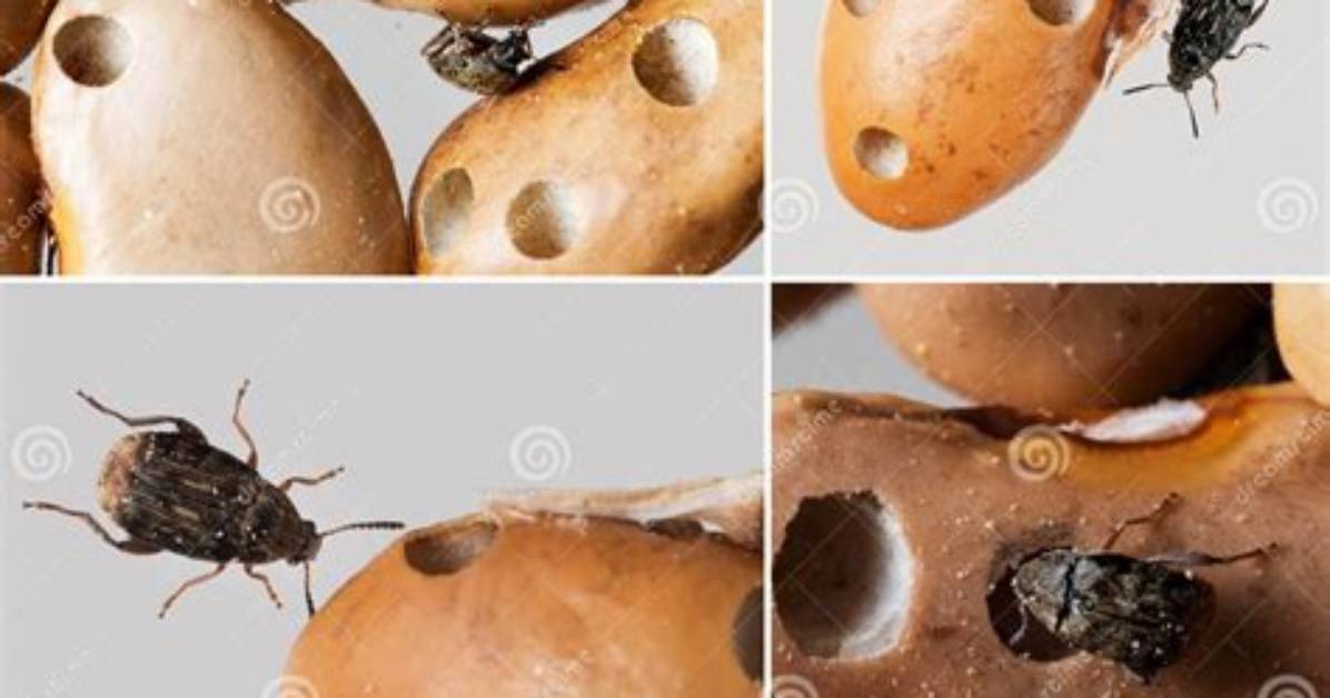 Are Beans Weevil Proteinous?