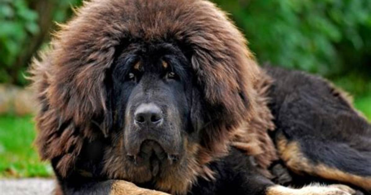 Are Bears Dogs