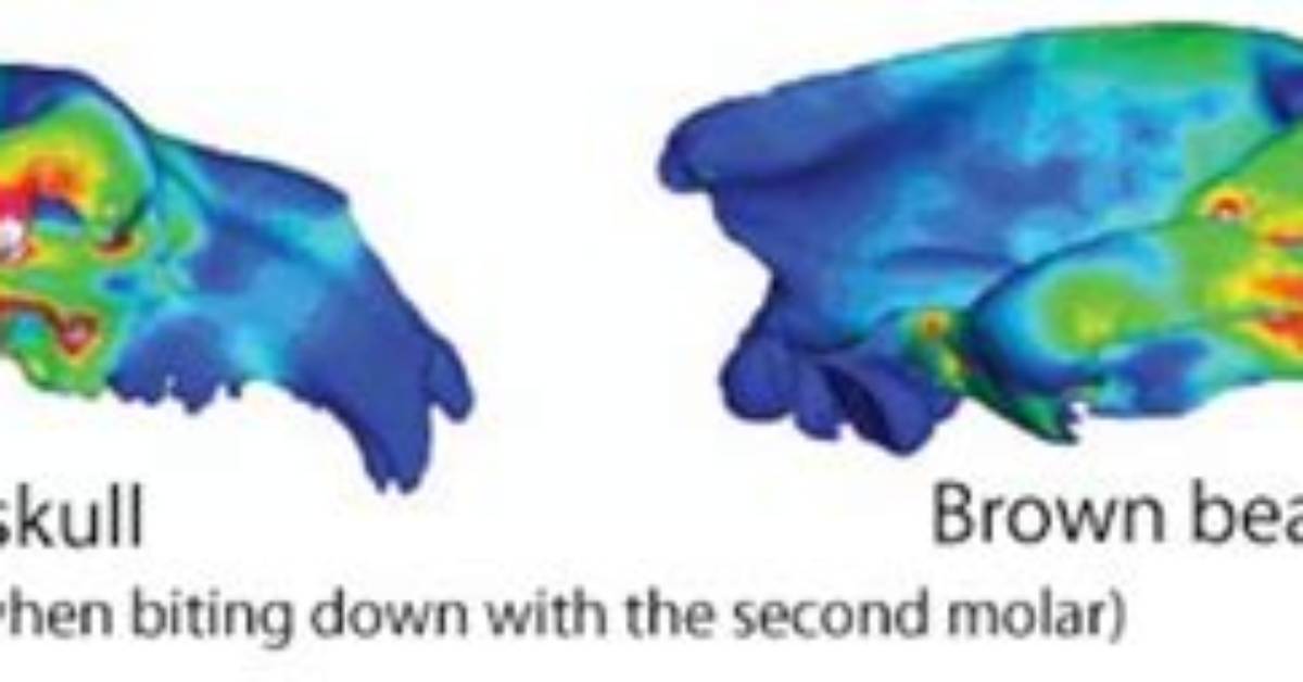 Are Bears Skulls Bulletproof?