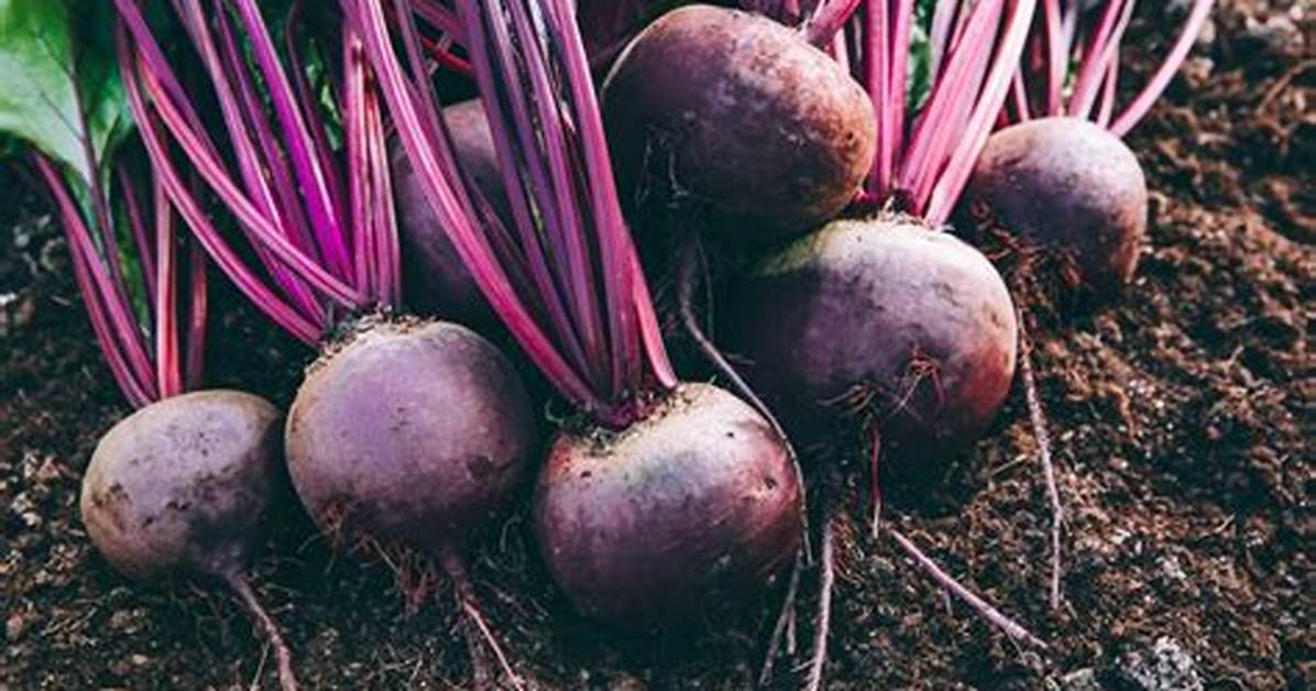 Are Beets Red or Purple?