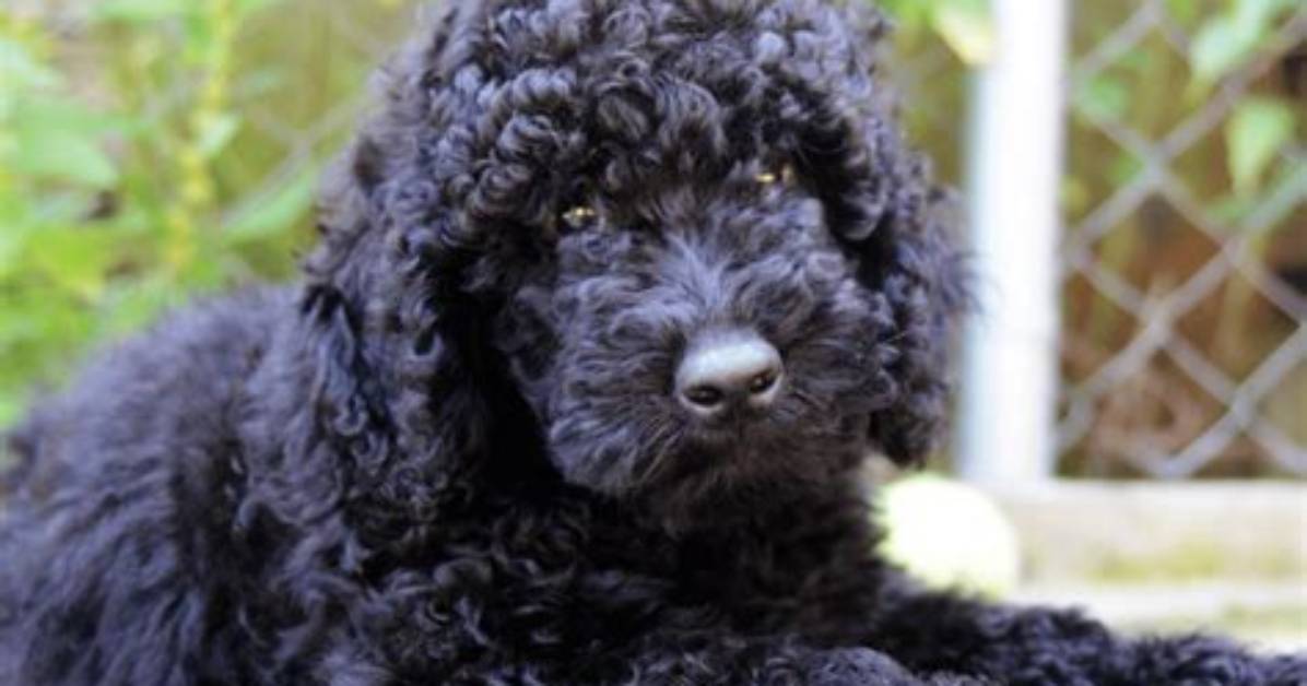 Are Black Goldendoodles Common?