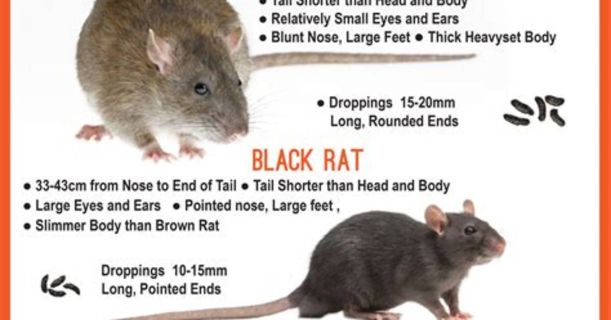 Are Black or Brown Rats Worse?