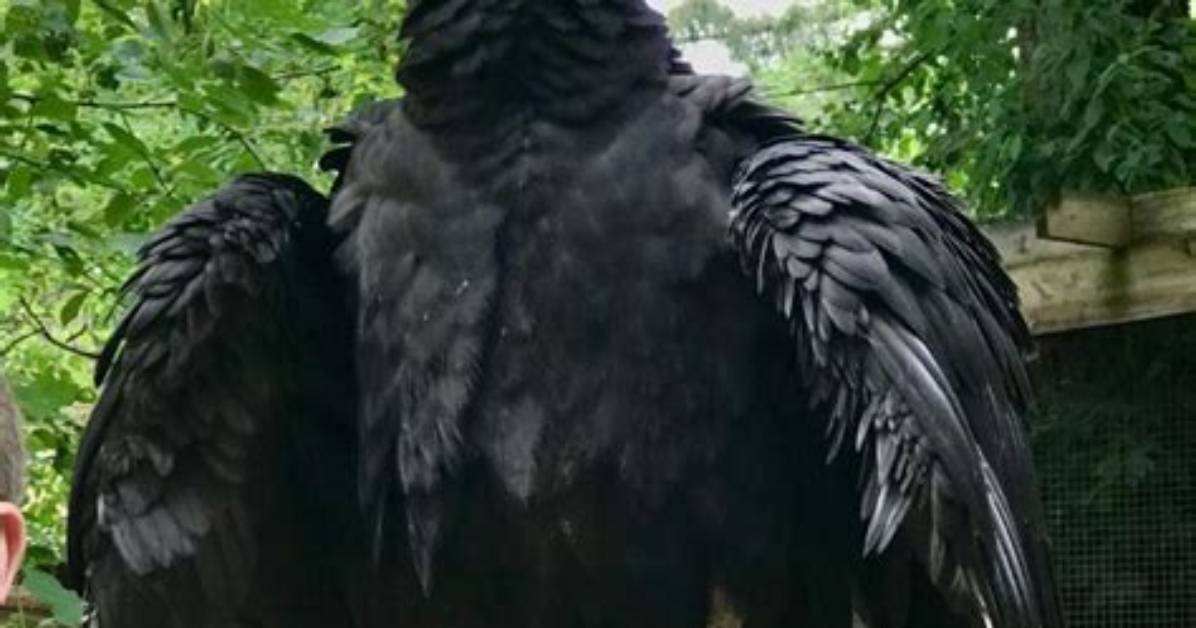 Are Black Vultures Dangerous to Humans?