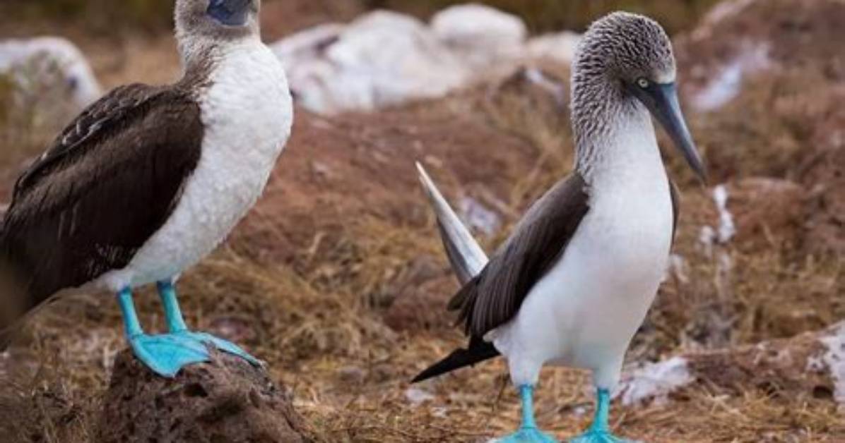 Are Blue Footed Bubi Extinct?