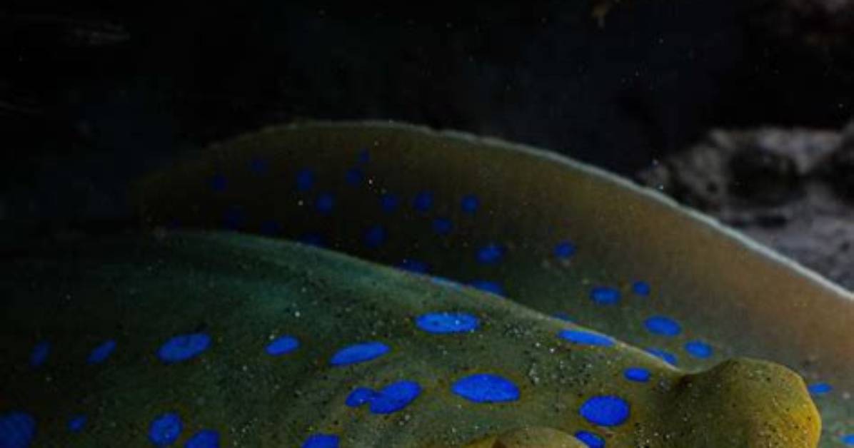 Are Blue Spotted Stingrays Dangerous?