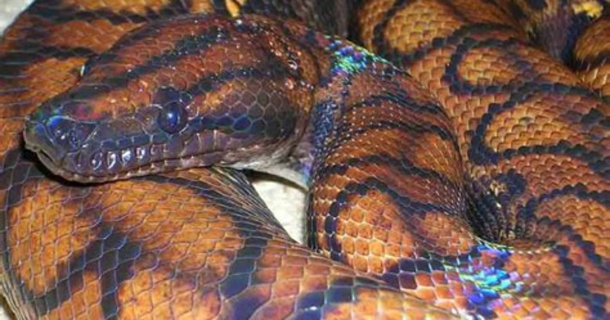 Are Boas Good Beginner Snakes?