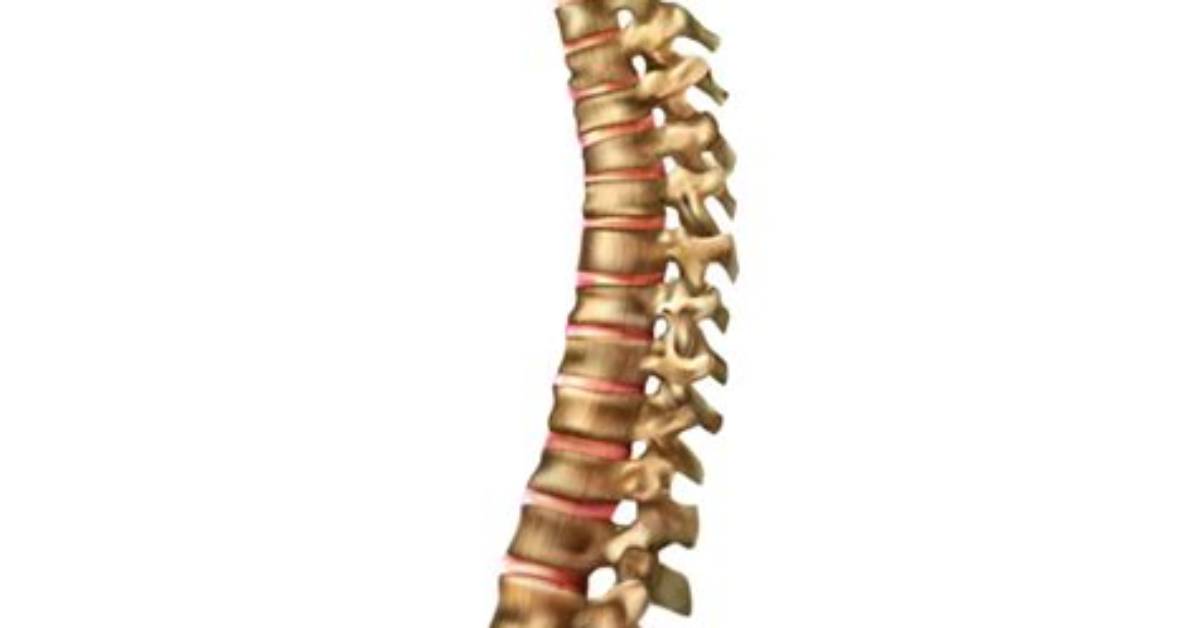 Are Bones in Backbone?