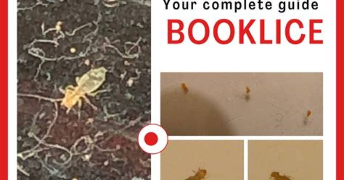 Are Book Mites Harmful