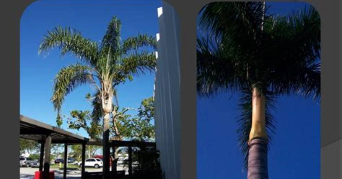 Are Bottle Palms Self Cleaning?