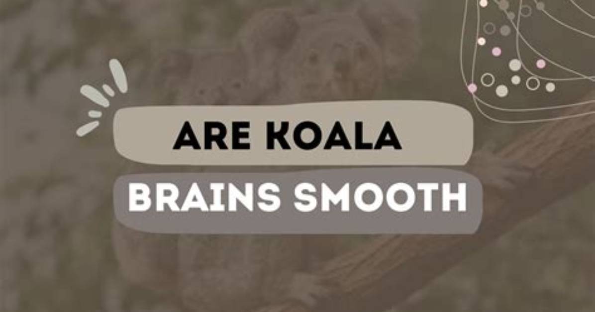 Are Brains Smooth