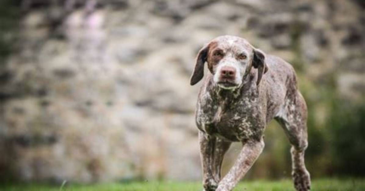 Are Braque Du Bourbonnais Hypoallergenic?