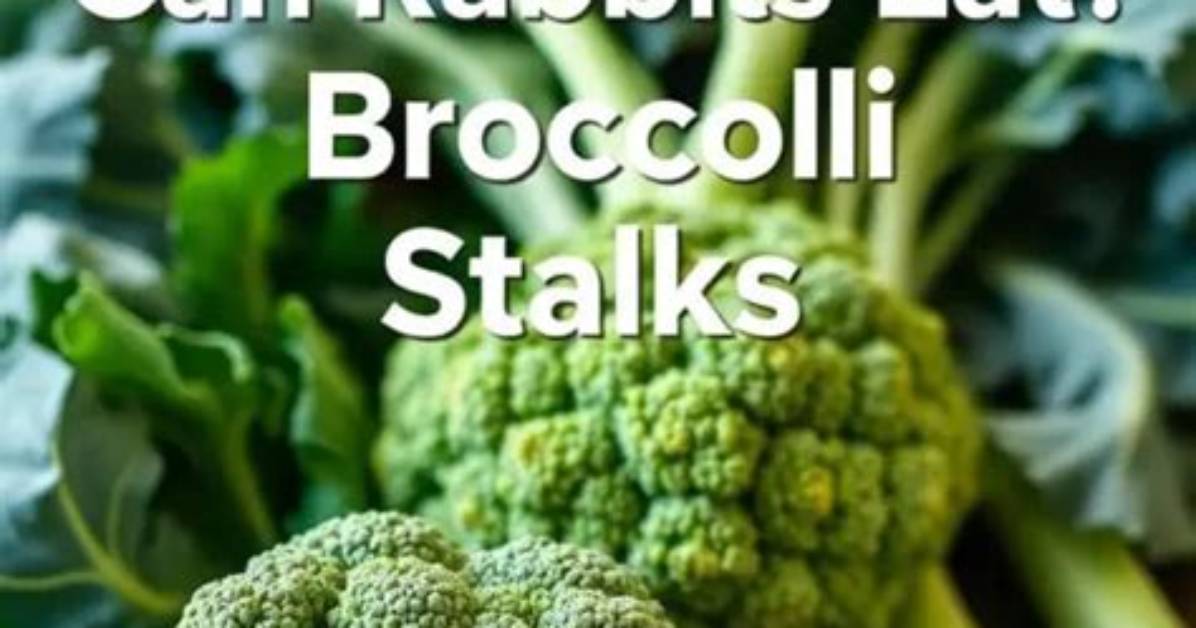 Are Broccoli Stalks as Nutritious as the Florets