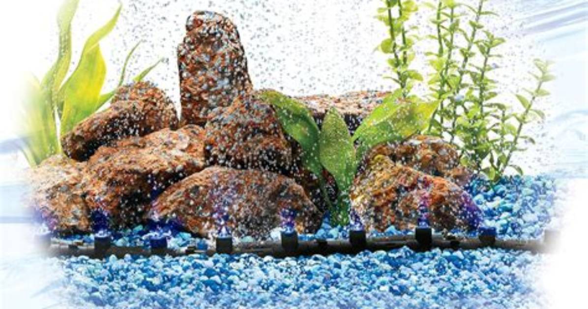 Are Bubblers Good for Fish?
