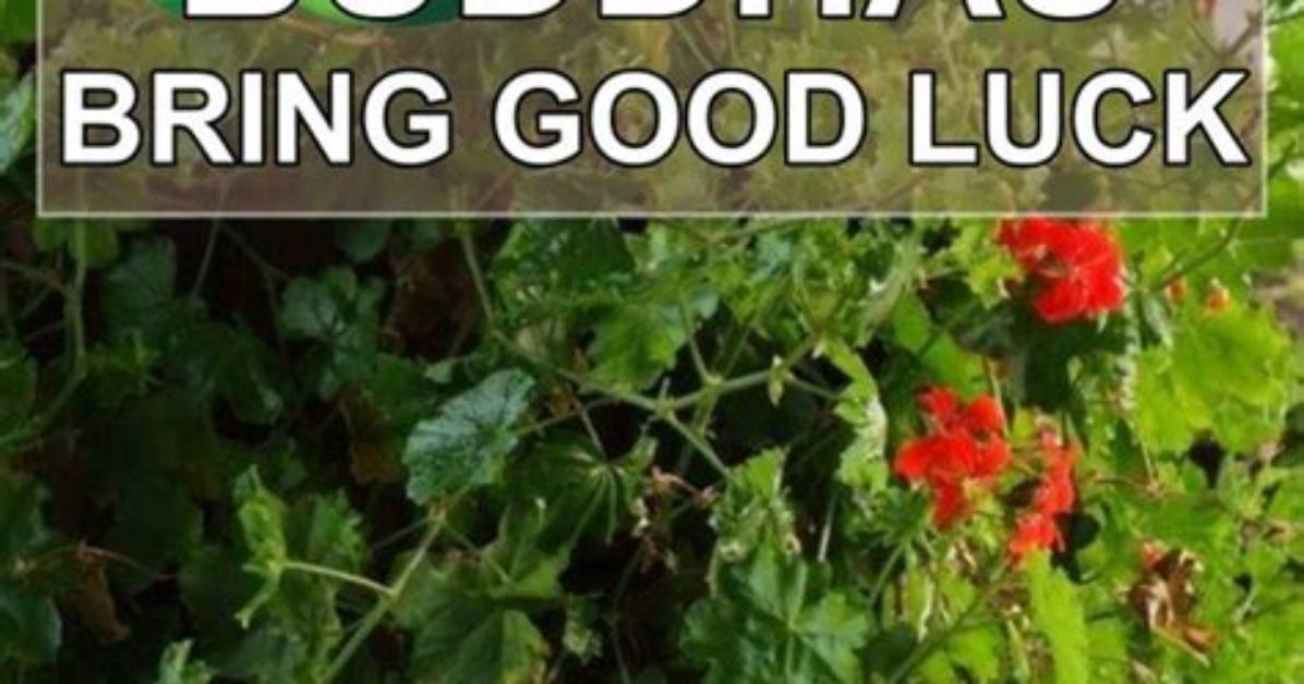 Are Buddhas Good Luck?