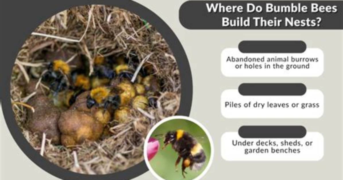 Are Bumble Bee Nests Dangerous