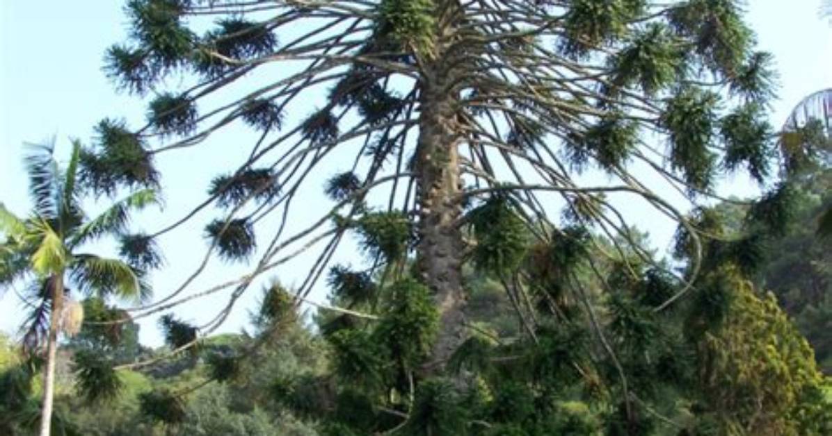 Are Bunya Trees Protected