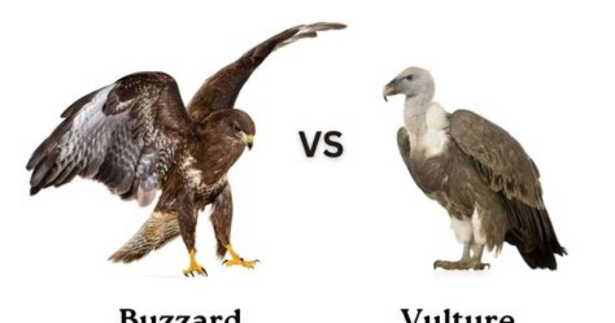 Are Buzzard and Vulture the Same?