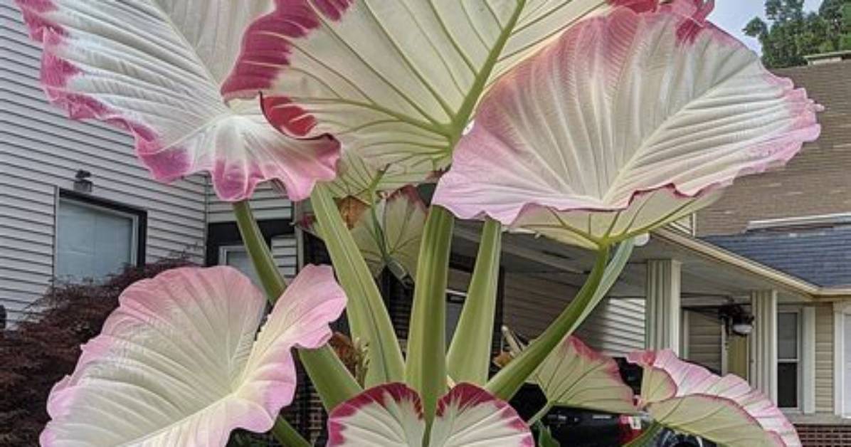 Are Caladiums Bulbs? | Contextresponse. Com