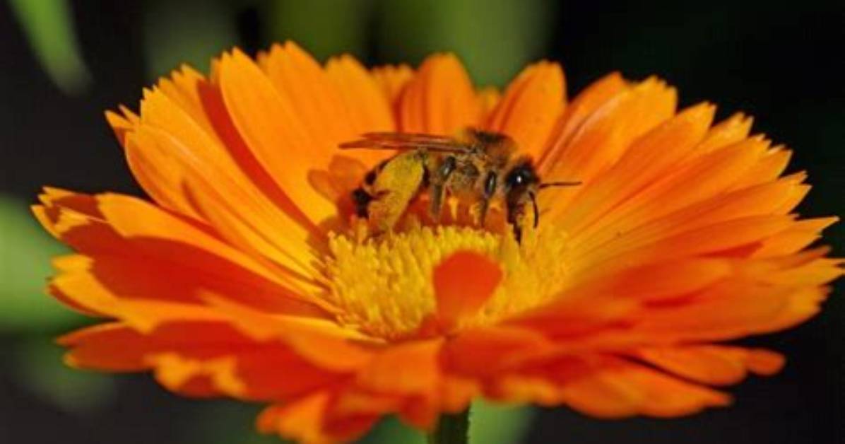 Are Calendula Good for Bees