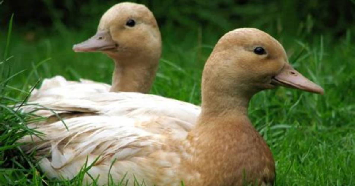 Are Call Ducks Friendly