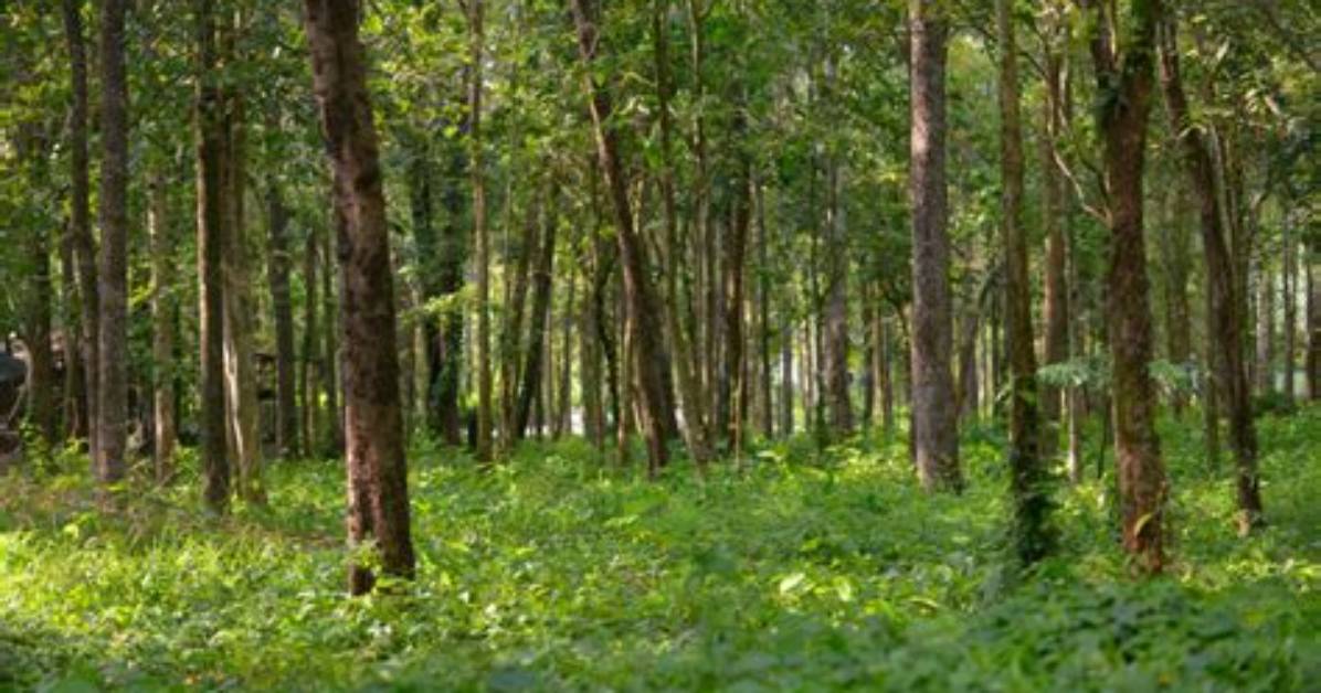 Are Called Monsoon Forest