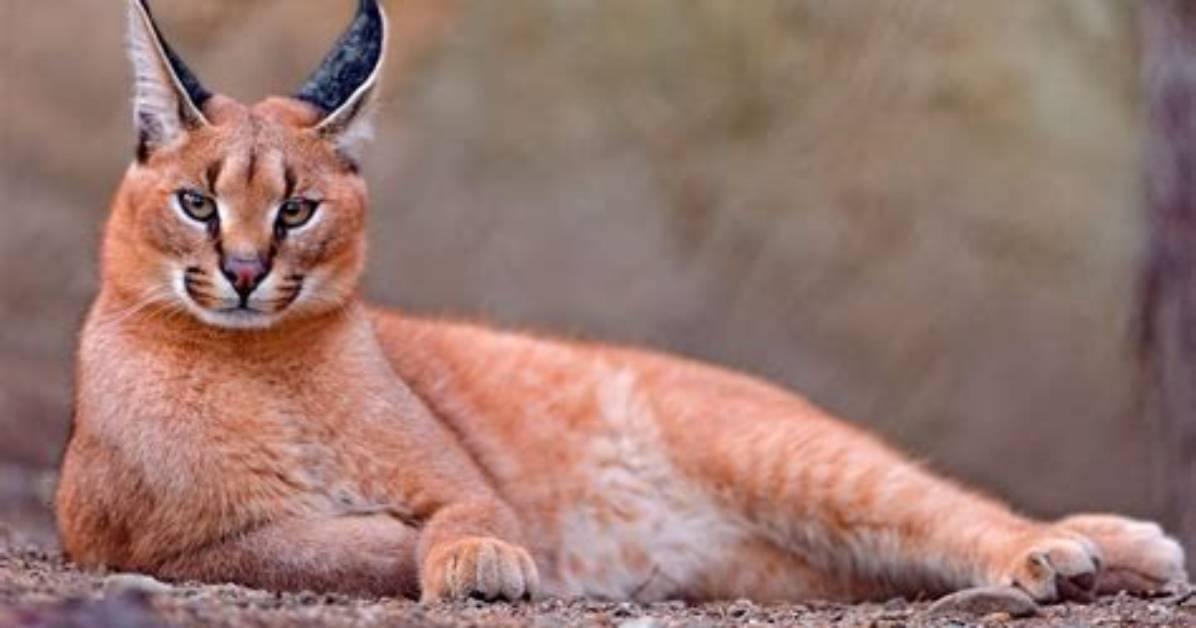 Are Caracals Going Extinct?